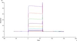 ACROBiosystems Cynomolgus Fc gamma RIIB / CD32b Protein, His Tag, Quantity: