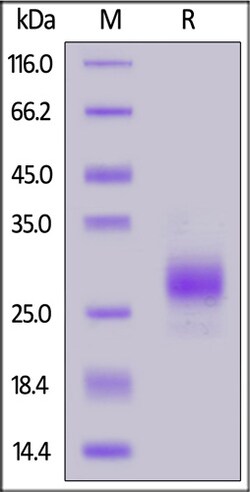 ACROBiosystems ACROBiosystems Cynomolgus CD79B Protein, His Tag (MALS verified),