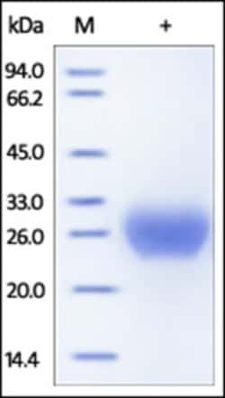 ACROBiosystems Recombinant Protein;Human Fc gamma RIIB / CD32b Protein