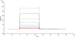 ACROBiosystems Recombinant Protein;Biotinylated Human Fc gamma RIIB / CD32b