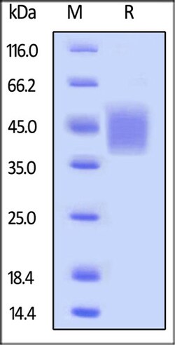 ACROBiosystems ACROBiosystems Biotinylated Human Fc gamma RIIIB / CD16b
