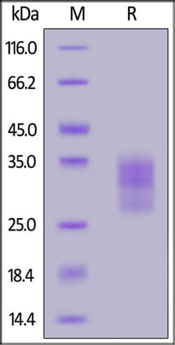 ACROBiosystems ACROBiosystems Mouse CD79B Protein, His Tag, low endotoxin