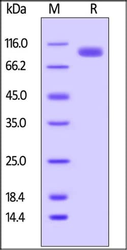 ACROBiosystems ACROBiosystems Biotinylated Human LILRB5 / CD85c / LIR-8