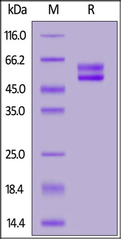 ACROBiosystems Rabbit CD3E&CD3D Heterodimer Protein, Llama Fc&Llama Fc,