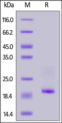 ACROBiosystems ACROBiosystems Rabbit CD3 epsilon&CD3 delta Heterodimer