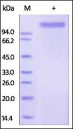 ACROBiosystems ACROBiosystems Human E-Selectin / CD62E Protein, Fc Tag,