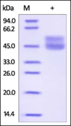 ACROBiosystems Recombinant Protein;Human CD3 epsilon Protein, His Tag HEK293;100UG;CDE,FLJ18683,T3E,TCRE,CD3E,CD3-epsilon,CD3