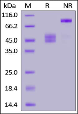 ACROBiosystems ACROBiosystems Human CD3 epsilon&CD3 gamma Heterodimer Protein,