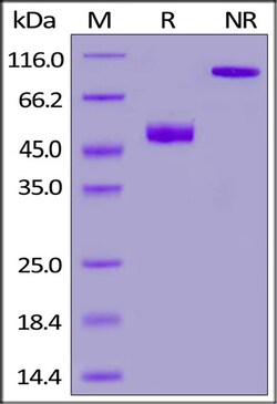 ACROBiosystems ACROBiosystems Mouse CD3 epsilon&CD3 gamma Heterodimer Protein,Fc,His