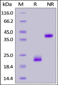 ACROBiosystems ACROBiosystems Biotinylated Rat CD3 epsilon &Flag Tag (MALS