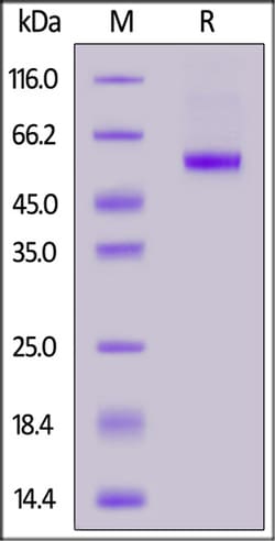 ACROBiosystems BIOTINYLATED HUMAN CD40 LIGAND, Quantity: Each of 1
