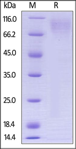 ACROBiosystems ACROBiosystems Biotinylated Human CEACAM-1 / CD66a Protein,