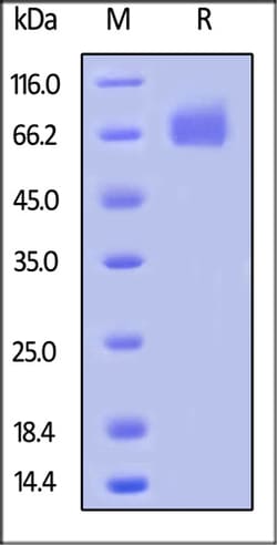 ACROBiosystems ACROBiosystems Biotinylated Human M-CSF R / CSF1R / CD115