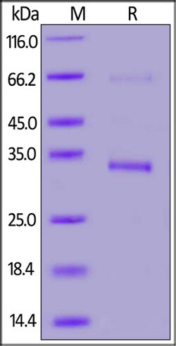 ACROBiosystems 100UG 2019-NCOV COVID-19 ENV, Quantity: Each of 1