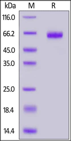 ACROBiosystems Human EpCAM / TROP1 Protein, Mouse IgG2a Fc Tag, Quantity: