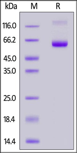 ACROBiosystems FITC-Labeled Human EpCAM / TROP1 Protein, Fc Tag, Quantity: