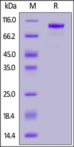 ACROBiosystems Biotinylated Cynomolgus FAP Protein, His,Avitag, Quantity:
