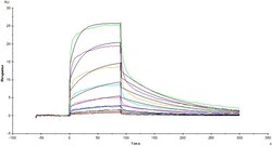 ACROBiosystems Recombinant Protein;Cynomolgus Fc gamma RIII / CD16 Protein;HEK293;100UG;FC6,FCGR3,Fc-gamma