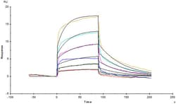 ACROBiosystems Recombinant Protein;Biotinylated Cynomolgus Fc gamma RIII /