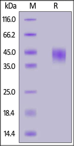 ACROBiosystems ACROBiosystems Biotinylated Mouse Fc gamma RIII / CD16 Protein,