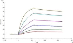 ACROBiosystems Recombinant Protein;Biotinylated Human Fc gamma RI / CD64