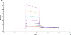 ACROBiosystems Rabbit FcRn / FCGRT&B2M Heterodimer Protein, His Tag&Tag
