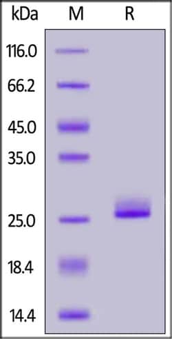 ACROBiosystems ACROBiosystems Human FGF-21 Protein, His Tag, Quantity: