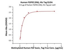 ACROBiosystems Human FGF R2 (IIIb) protein, His Tag (MALS verified), Quantity: