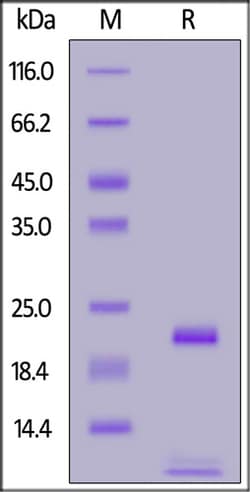 ACROBiosystems ACROBiosystems Biotinylated Human FGF basic Protein, Avitag