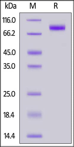 ACROBiosystems ACROBiosystems Human Flt-3 / Flk-2 Protein, His Tag (MALS