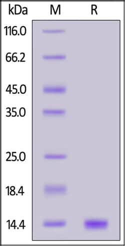 ACROBiosystems ACROBiosystems Human Galectin-1 / LGALS1 Protein, Tag Free
