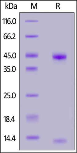ACROBiosystems ACROBiosystems Human Latent GDF-2 / BMP-9 Protein, His Tag