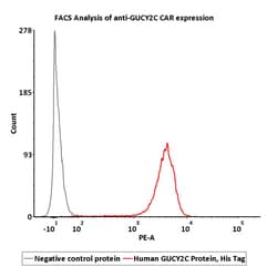 ACROBiosystems Human GUCY2C / Guanylyl cyclase C Protein, His Tag, Quantity: