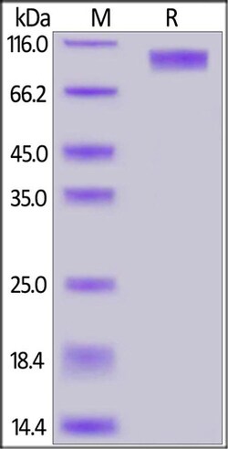 ACROBiosystems Mouse GUCY2C / Guanylyl cyclase C Protein, Fc Tag, Quantity: