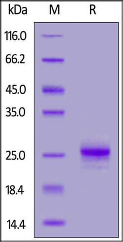 ACROBiosystems Mouse IFN-alpha 1 Protein, His Tag, Quantity: Each of 1