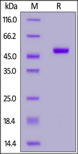 ACROBiosystems ACROBiosystems Human IFN-alpha 2b (K46R) Protein, Fc Tag