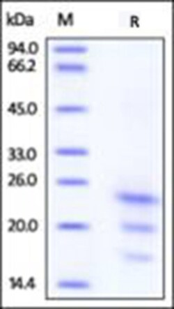 ACROBiosystems Recombinant Protein;ActiveMax Recombinant Human IFN-gamma