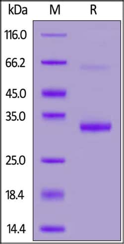 ACROBiosystems Biotinylated Mouse IgG1 Fc protein, Avitag, Quantity: Each