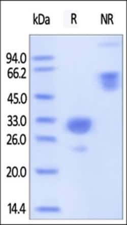 ACROBiosystems ACROBiosystems Mouse IgG2a Fc Protein, Tag Free, Quantity: