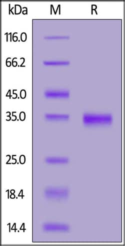 ACROBiosystems ACROBiosystems Mouse IgG2b Fc Protein, Tag Free (MALS verified),