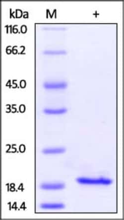 ACROBiosystems Human IL-10 Protein, His Tag, Quantity: Each of 1