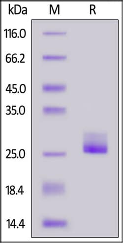 ACROBiosystems BIOTINYLAT HM IL11 PROTEIN 200, Quantity: Each of 1