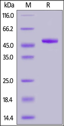 ACROBiosystems Human ILDR2 Protein, Fc Tag, Quantity: Each of 1