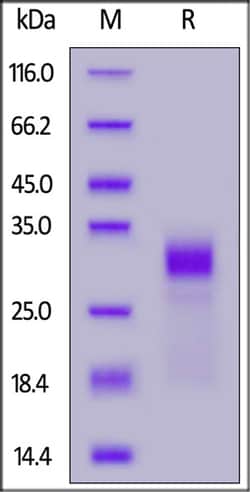 ACROBiosystems ACROBiosystems Biotinylated Human IL-33 Protein, His,Avitag