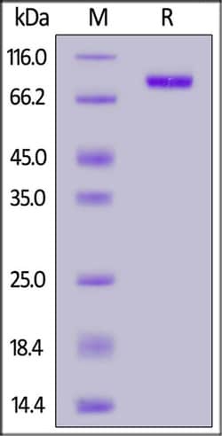 ACROBiosystems ACROBiosystems Biotinylated Human IL-3 R alpha / CD123 Protein,