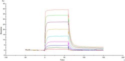 ACROBiosystems Recombinant Protein;Human IL-2 R beta / CD122 Protein, Fc