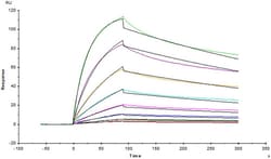 ACROBiosystems ACROBiosystems Human IL-23 alpha&IL-12 beta Heterodimer