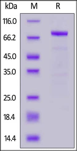ACROBiosystems Human IL-11 R alpha Protein, Fc Tag, Quantity: Each of 1
