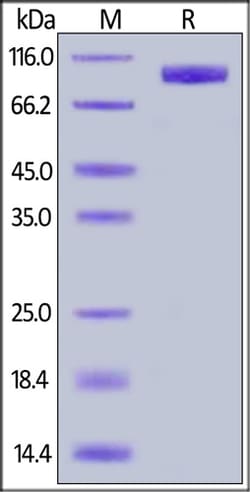 ACROBiosystems IL-23R FC AVI, Quantity: Each of 1