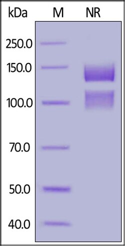 ACROBiosystems ACROBiosystems Human Integrin alpha 5 beta 1 (ITGA5&ITGB1)